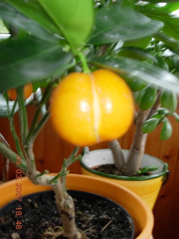 citrusy 5.jpg