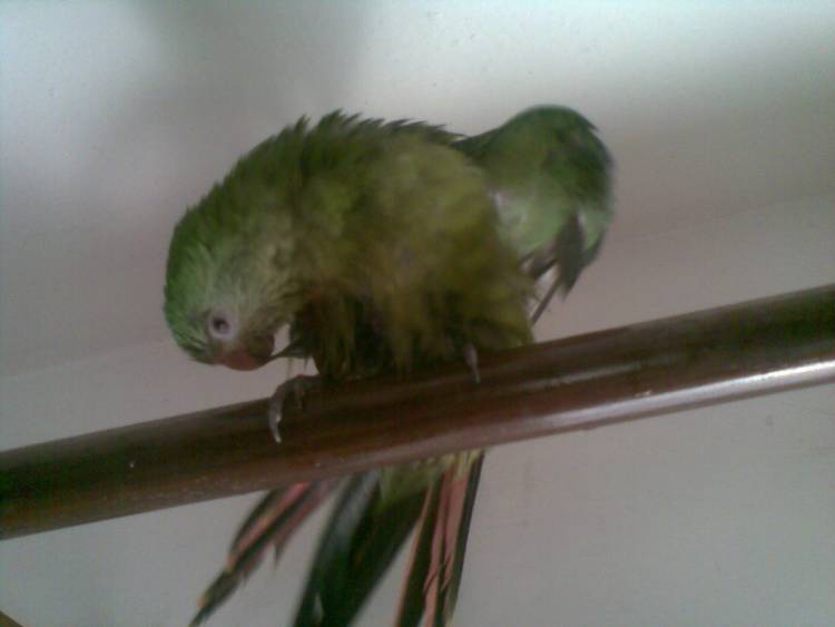 papouek 2.jpg