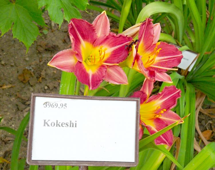 p1200125 kokeshi.jpg