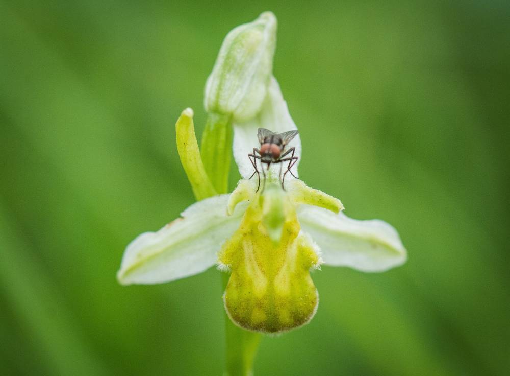 12. zahrady pod hjem - to velonosn - ophrys apifera.jpg