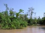 Amazonskm pralesem