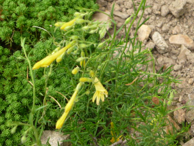 penstemon pinifolius mersea yellow.jpg