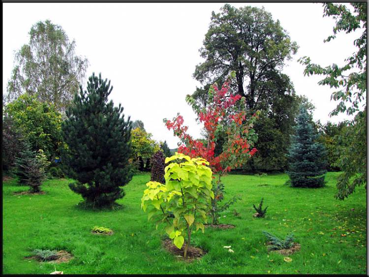web-zahrada-catalpa-aurea-a-acer-rubrum.jpg
