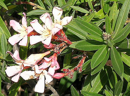 final-nerium-oleander1.jpg