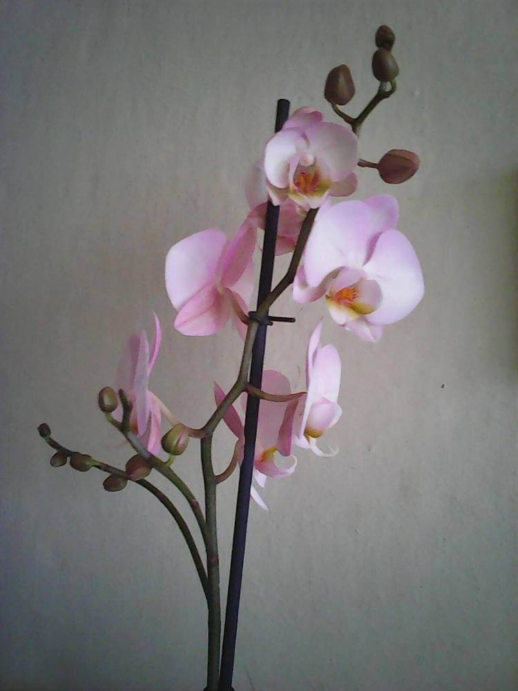 orchidej (2).jpg