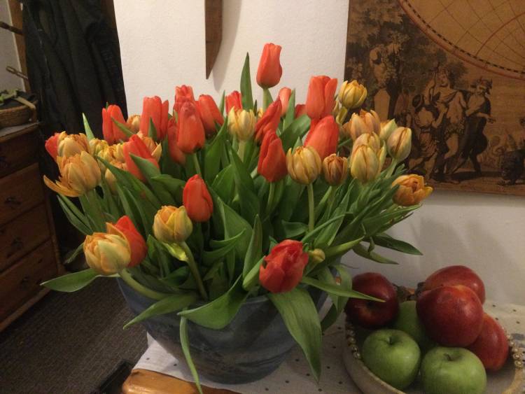 tulipny.jpg