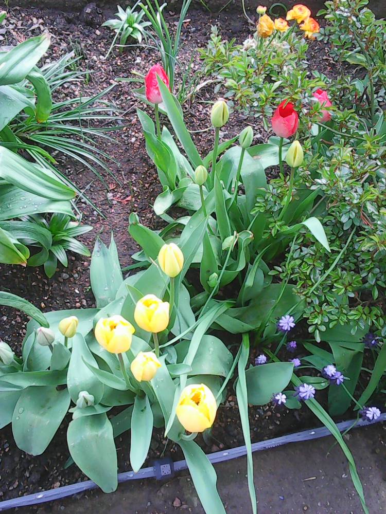 tulipn (5).jpg