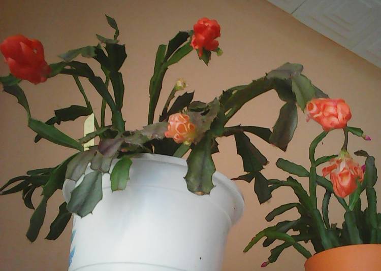 kaktus (2).jpg