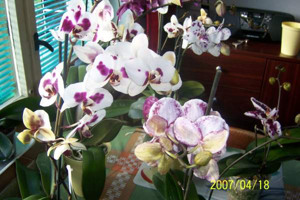 orchideje libany 033.jpg