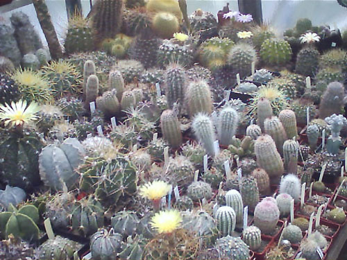 sbrky kaktus.jpg