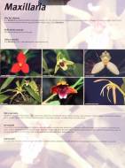 p1170763 info maxillaria.jpg