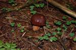 Les a (nejen) houby