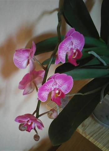 orchidej (1).jpg