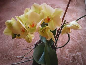 orchidej (2).jpg