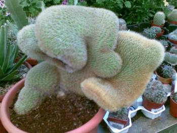 kaktus.1.jpg