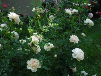 dscn3324 crocus rose.jpg